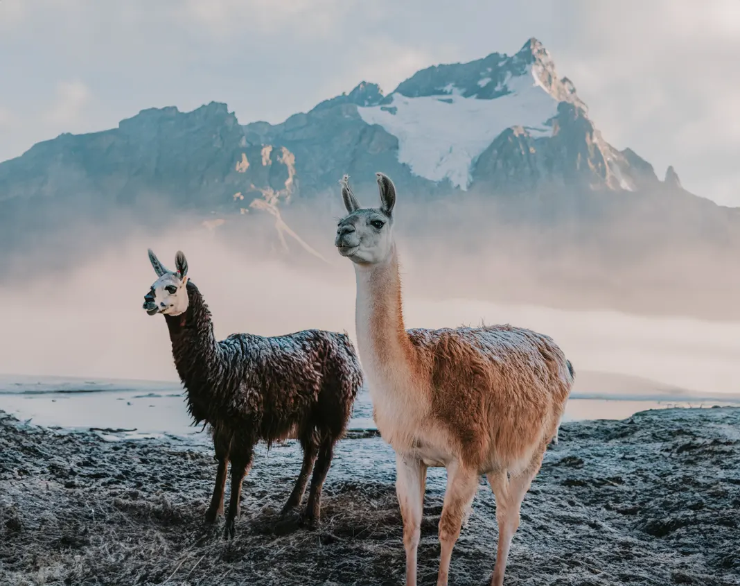 lamas with background