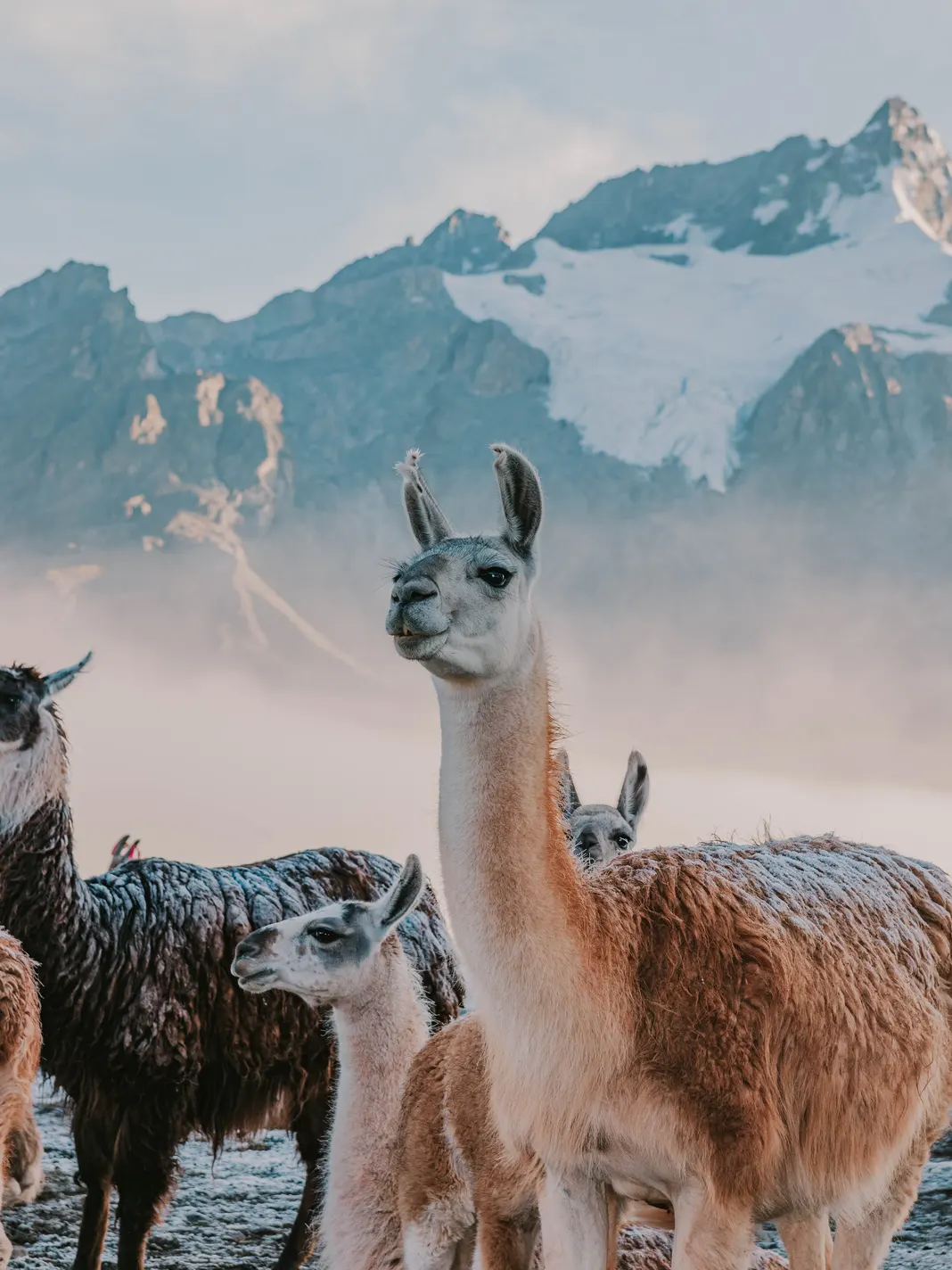 lama with mountains in the back